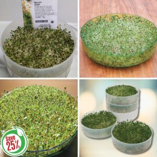 Organic Sprout Starter Kit Thumbnail